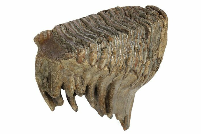 Fossil Woolly Mammoth Molar - Nice Roots #235038